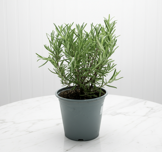 Rosemary Herb Indoor "Rosmarinus Officialis" - Greensouq - 