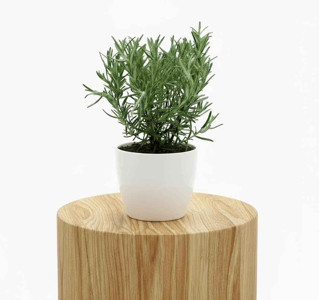 Rosemary Herb Indoor "Rosmarinus Officialis" - Greensouq - 