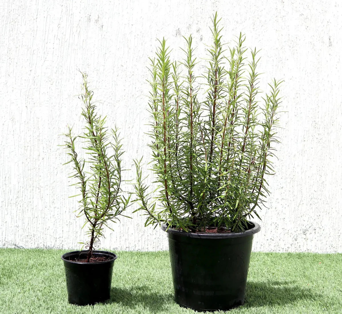 Rosmarinus Officialis or Rosemary Herb - Greensouq - 