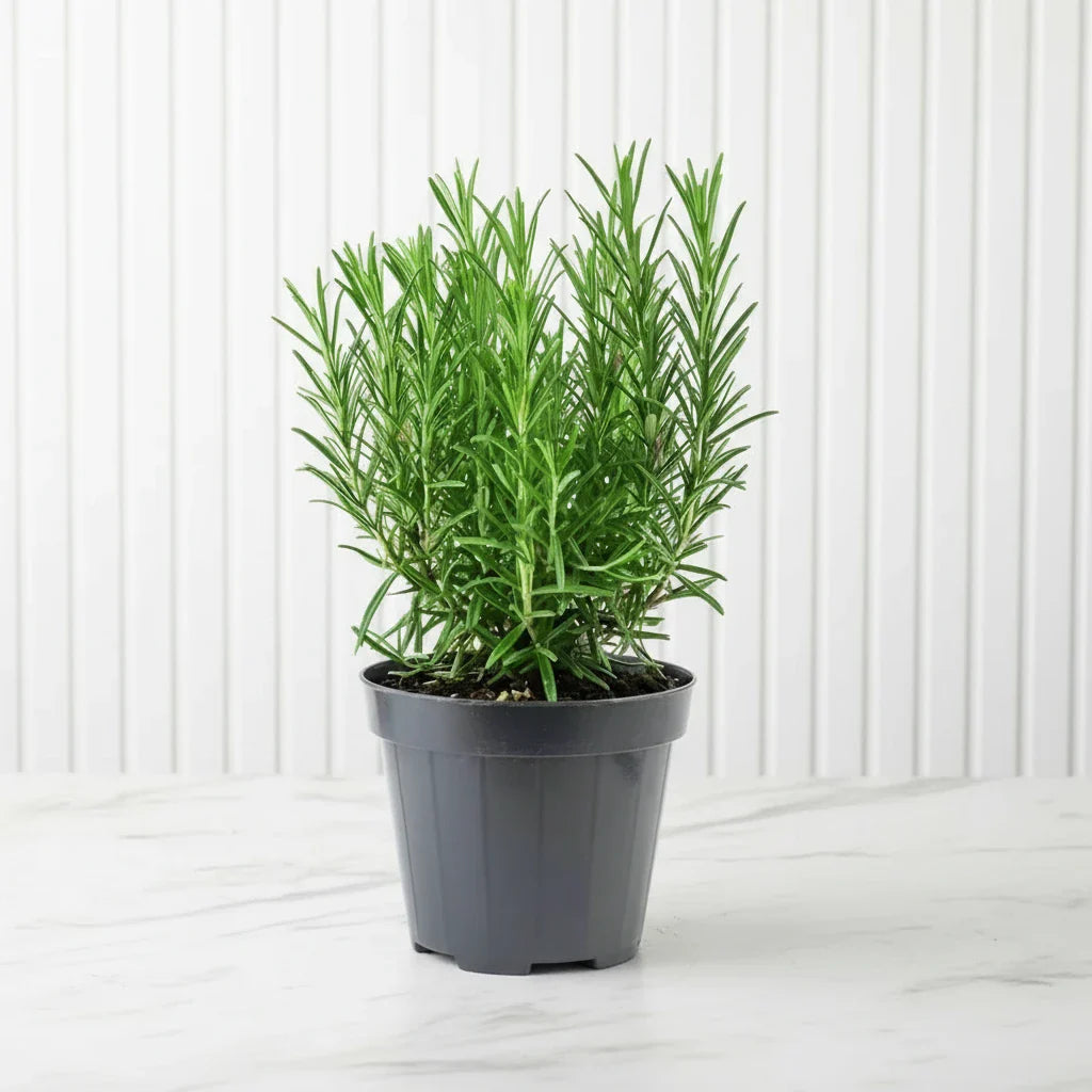 Rosmarinus Officialis or Rosemary Herb - Greensouq - 