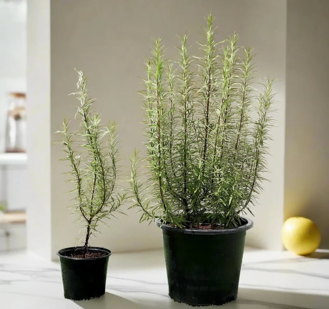 Rosmarinus Officialis or Rosemary Herb - Greensouq - 