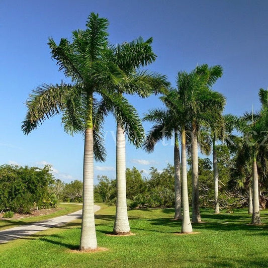 Roystonia Regia "Royal Palm" النخيل الملكي - Greensouq - 