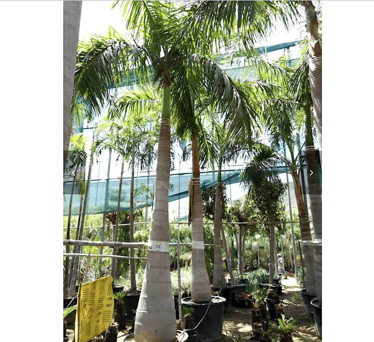 Roystonia Regia "Royal Palm" النخيل الملكي - Greensouq - 