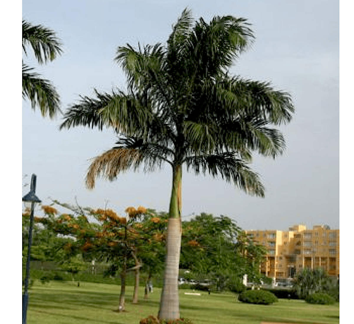Roystonia Regia "Royal Palm" النخيل الملكي - Greensouq - 