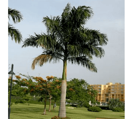 Roystonia Regia "Royal Palm" النخيل الملكي - Greensouq - 