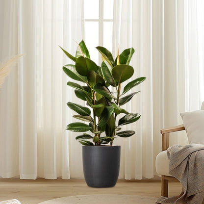 Large Rubber Plant in Black Ceramic Pot (Holland) - 80-100cm - Greensouq -