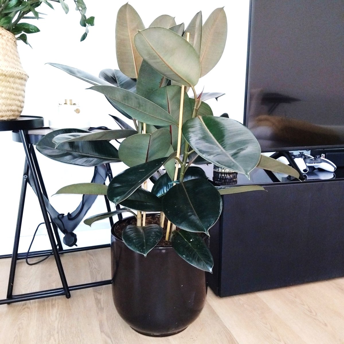 Large Rubber Plant in Black Ceramic Pot (Holland) - 80-100cm - Greensouq -