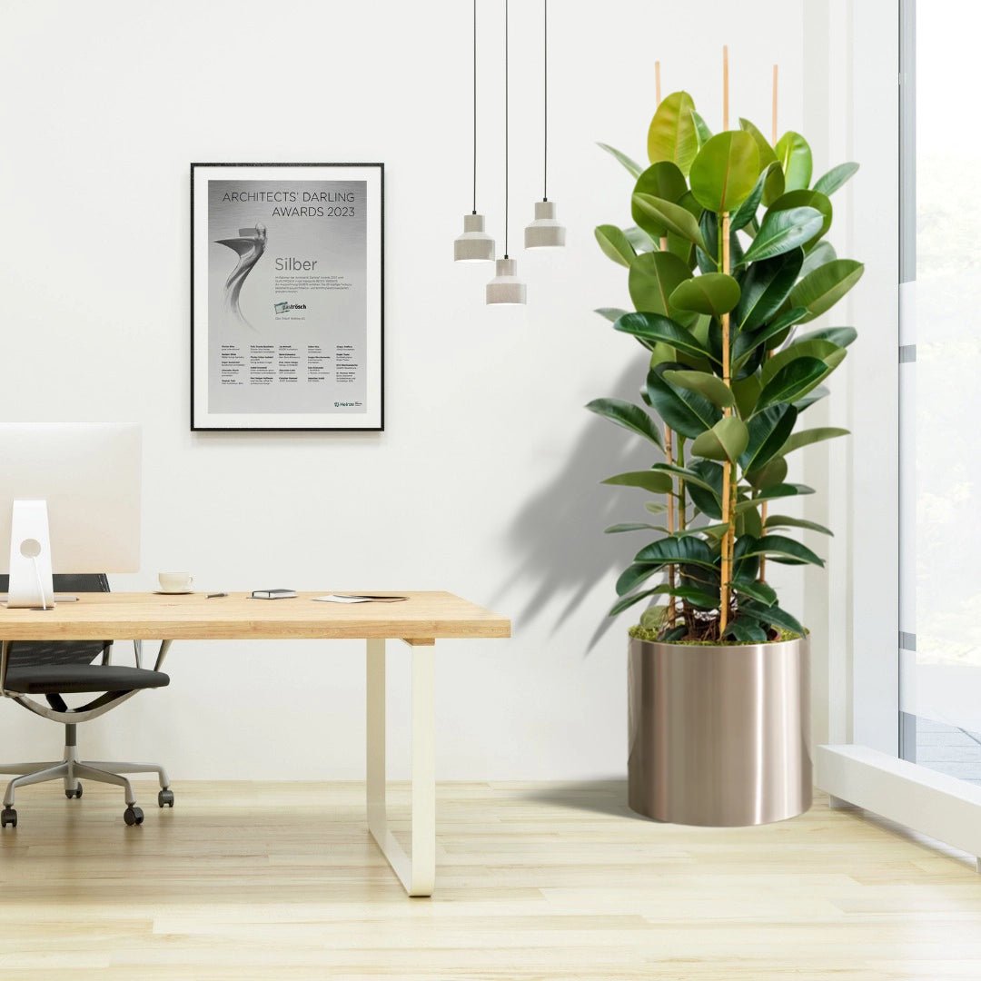 Rubber Plant Tall 3pp 1.2 to 1.5 Office Plant (Holland) - Greensouq - 