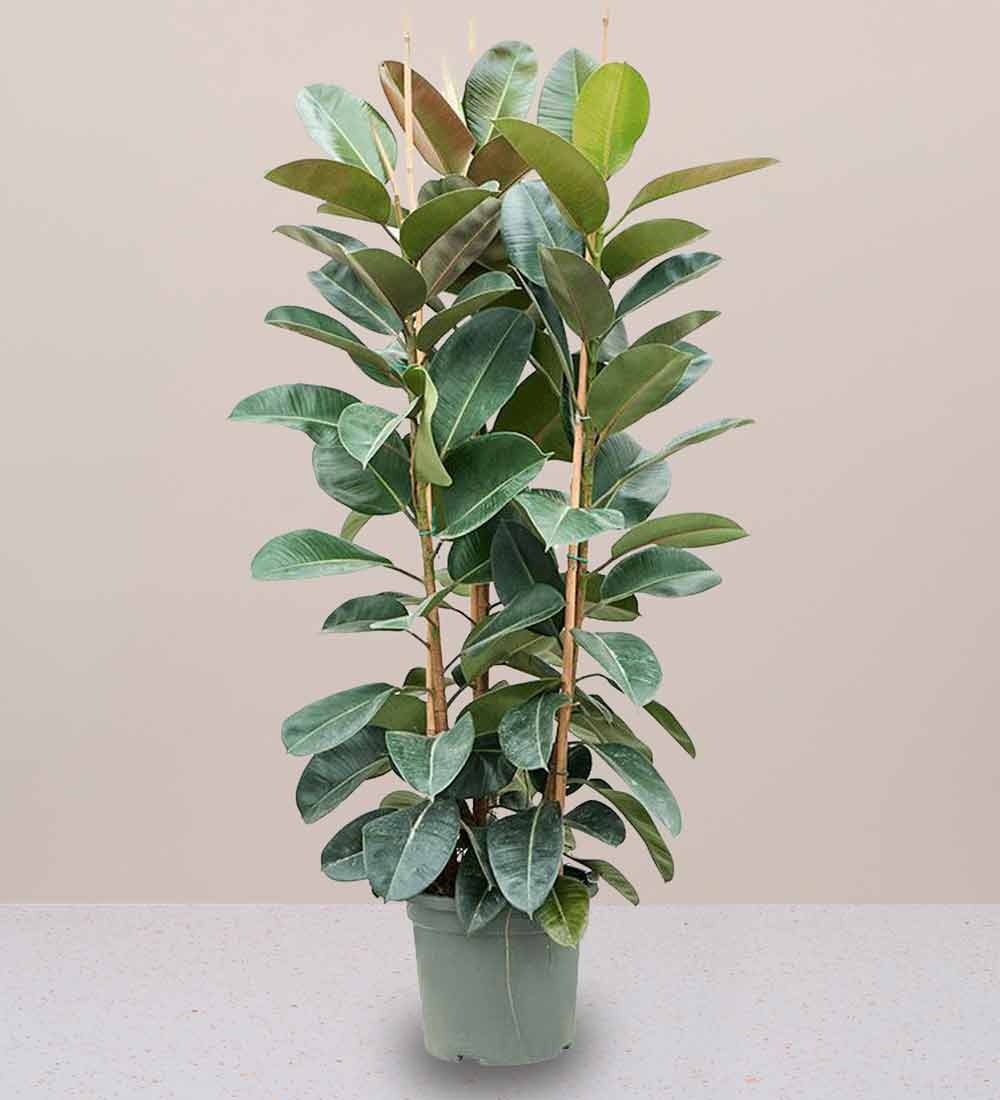 Rubber Plant Tall 3pp 1.2 to 1.5m - Greensouq - 