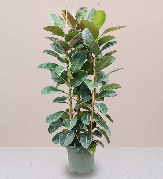 Rubber Plant Tall 3pp 1.2 to 1.5m - Greensouq - 