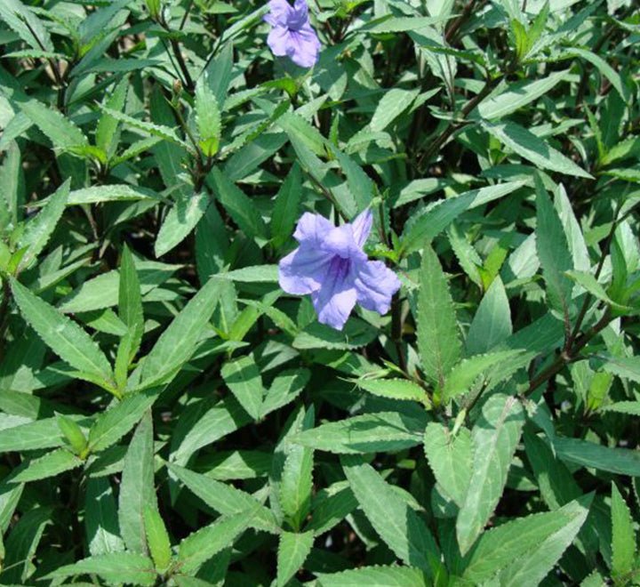 Ruellia Ciliosa or Wild Petunia - Greensouq - 