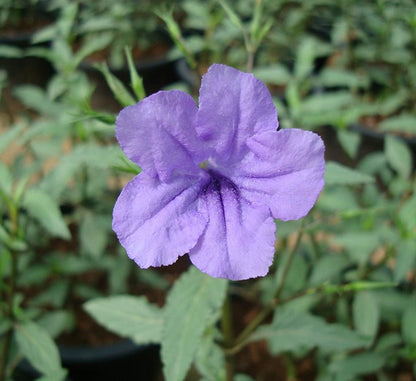 Ruellia Ciliosa or Wild Petunia - Greensouq - 