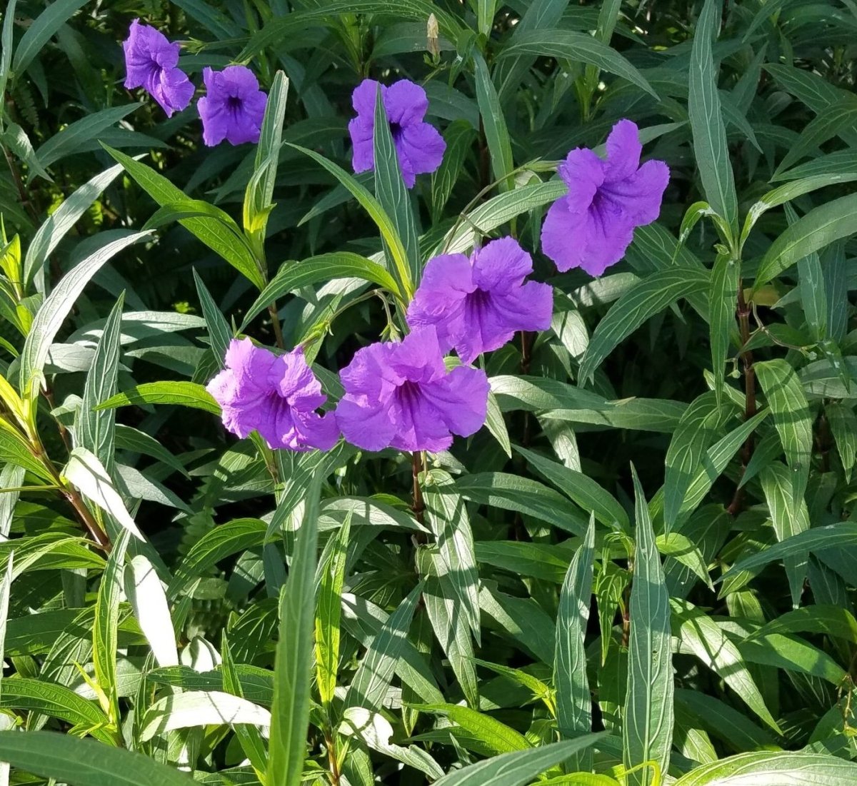 Ruellia Ciliosa "Wild Petunia" 6Ltr Pot - Greensouq - 