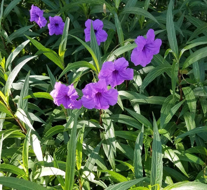 Ruellia Ciliosa "Wild Petunia" 6Ltr Pot - Greensouq - 