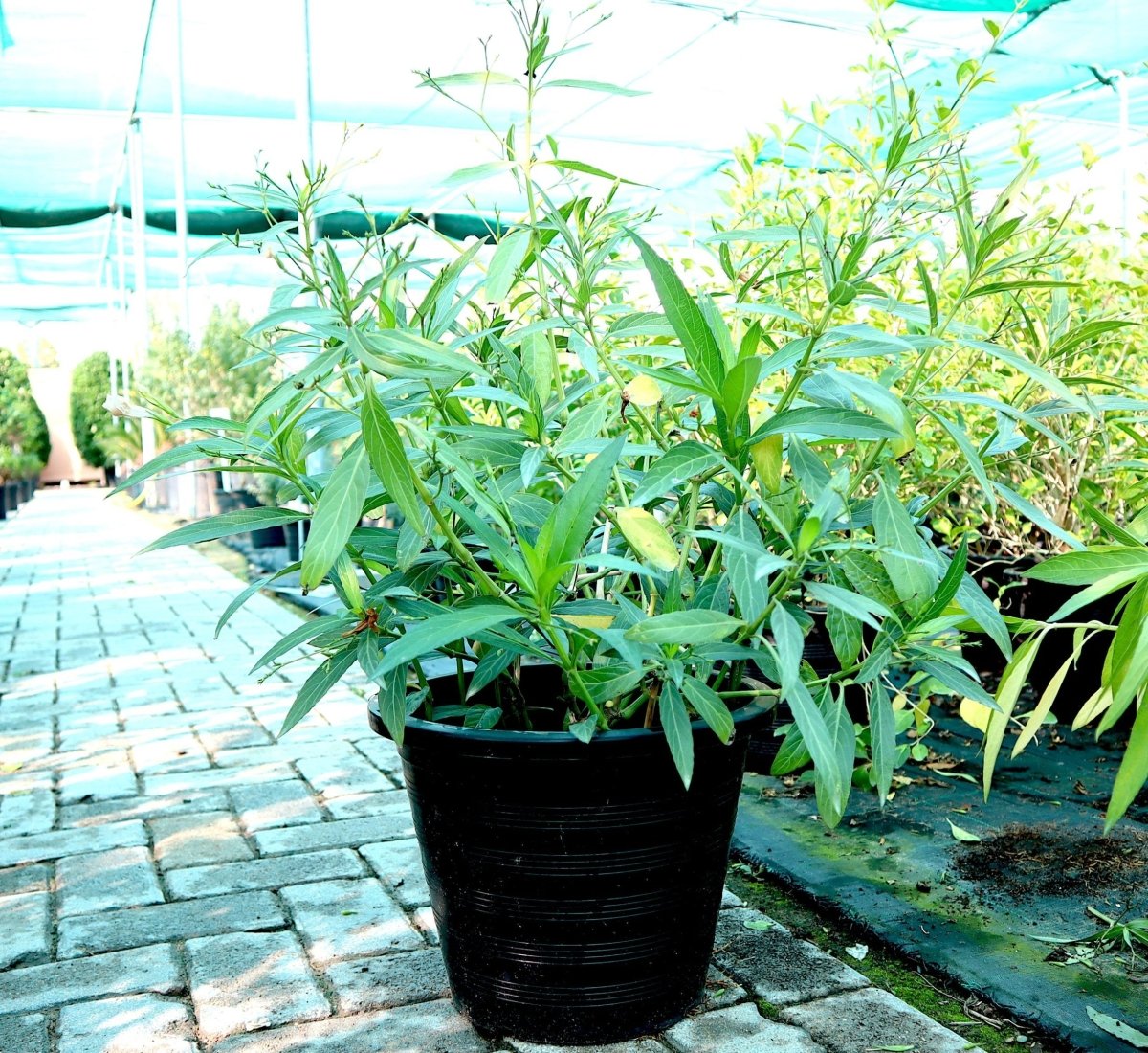 Ruellia Ciliosa "Wild Petunia" 6Ltr Pot - Greensouq - 
