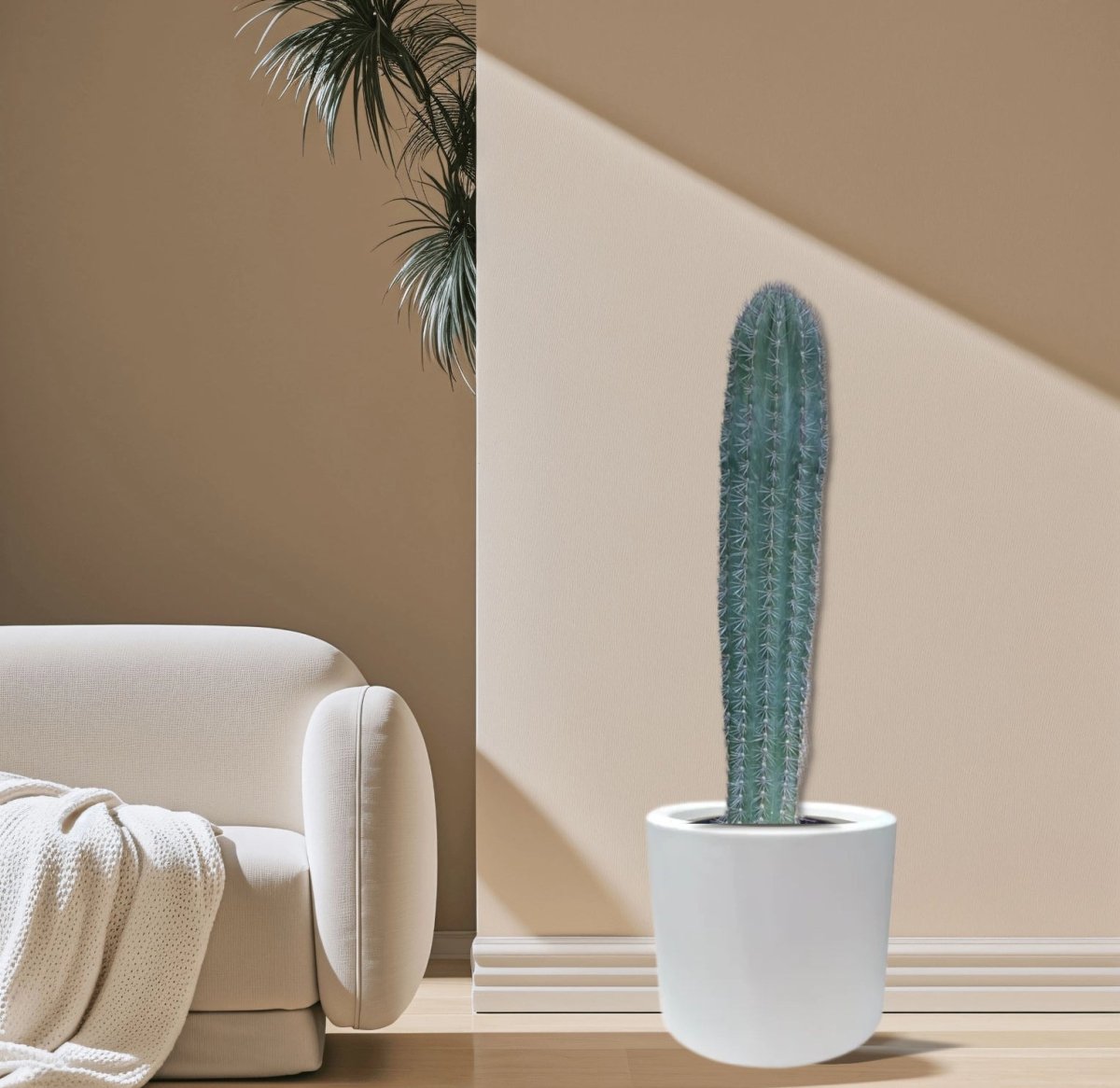 Saguaro cactus - Greensouq - 