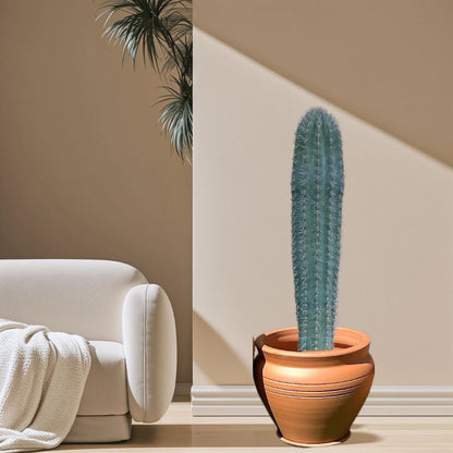 Saguaro cactus - Greensouq - 