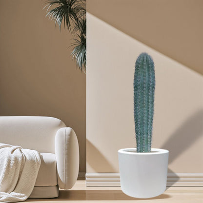 Saguaro cactus - Greensouq - 