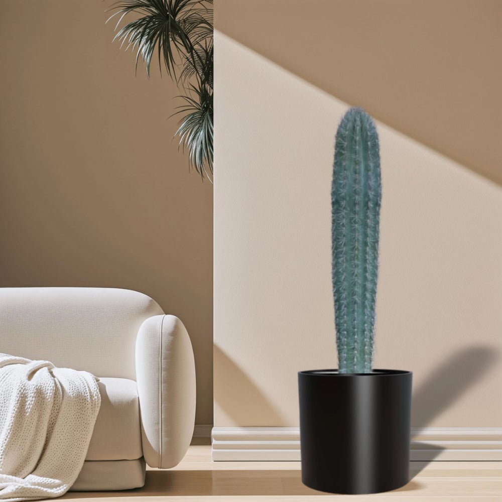 Saguaro cactus - Greensouq - 