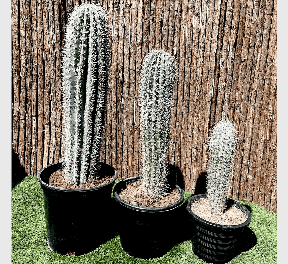 Saguaro cactus - Greensouq - 