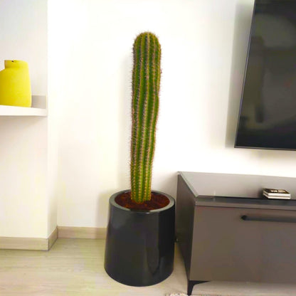 Saguaro cactus - Greensouq - 