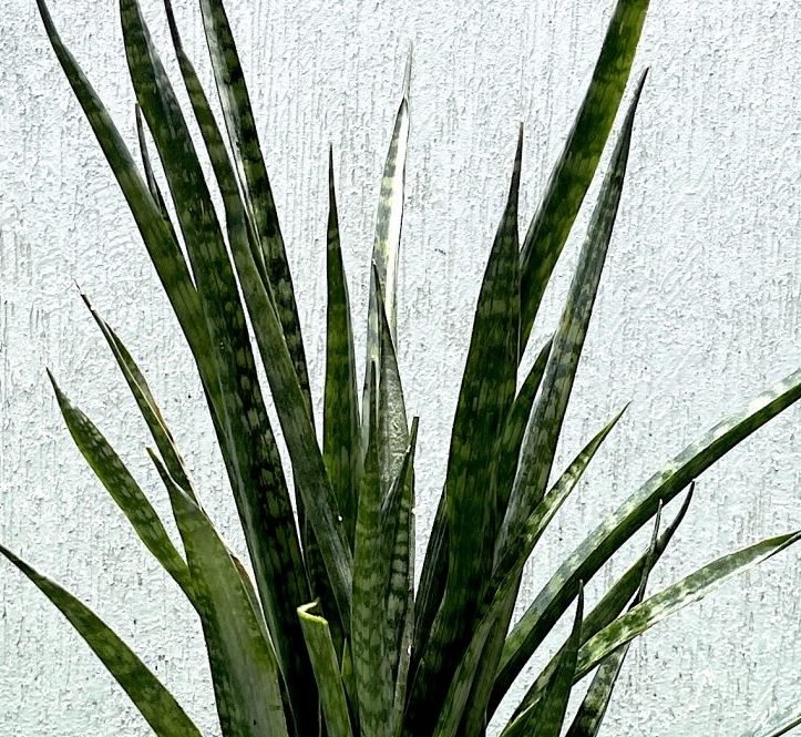 Sansevieria Green Zeylanica "Bowstring Hemp" 30 - 40 cm - Greensouq - 