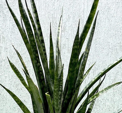Sansevieria Green Zeylanica "Bowstring Hemp" 30 - 40 cm - Greensouq - 