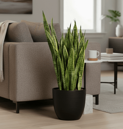 Sansevieria Trifasciata 'Laurentii' or Snake Plant - Greensouq - 