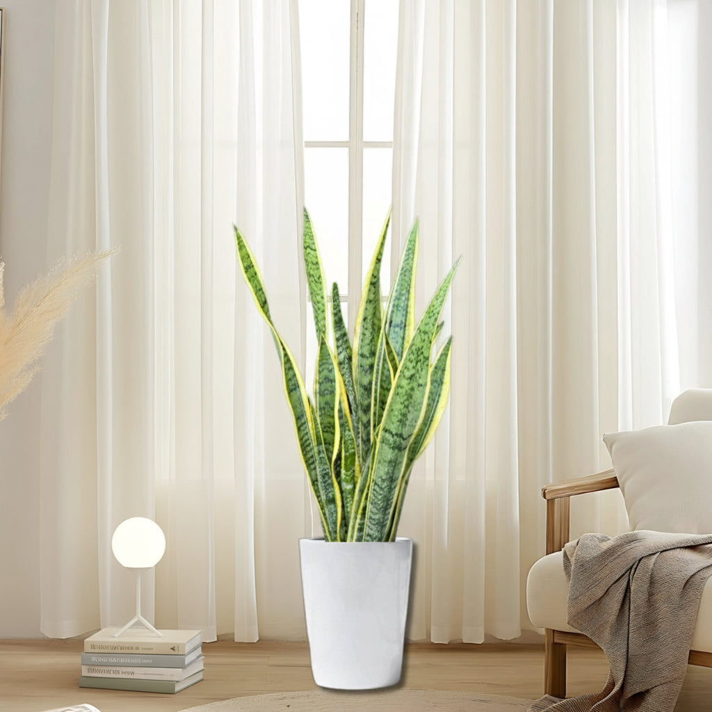Sansevieria Trifasciata 'Laurentii' or Snake Plant - Greensouq - 