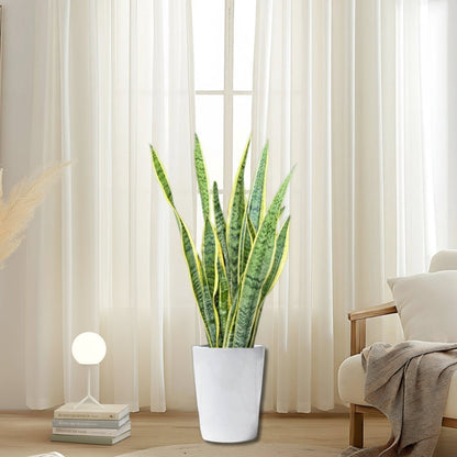 Sansevieria Trifasciata 'Laurentii' or Snake Plant - Greensouq - 