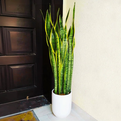 Sansevieria Trifasciata 'Laurentii' or Snake Plant - Greensouq - 