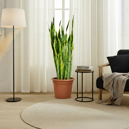Sansevieria Trifasciata 'Laurentii' or Snake Plant - Greensouq - 