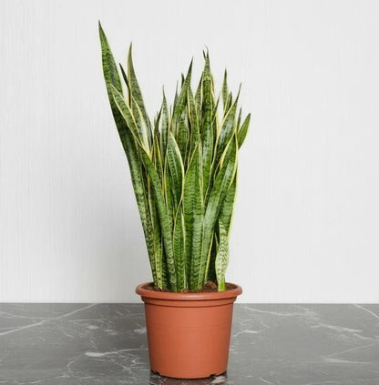 Sansevieria Trifasciata 'Laurentii' or Snake Plant - Greensouq - 