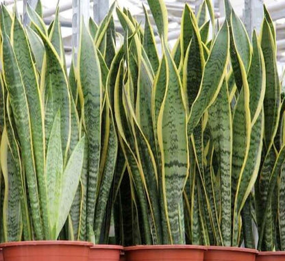 Sansevieria Trifasciata 'Laurentii' or Snake Plant - Greensouq - 
