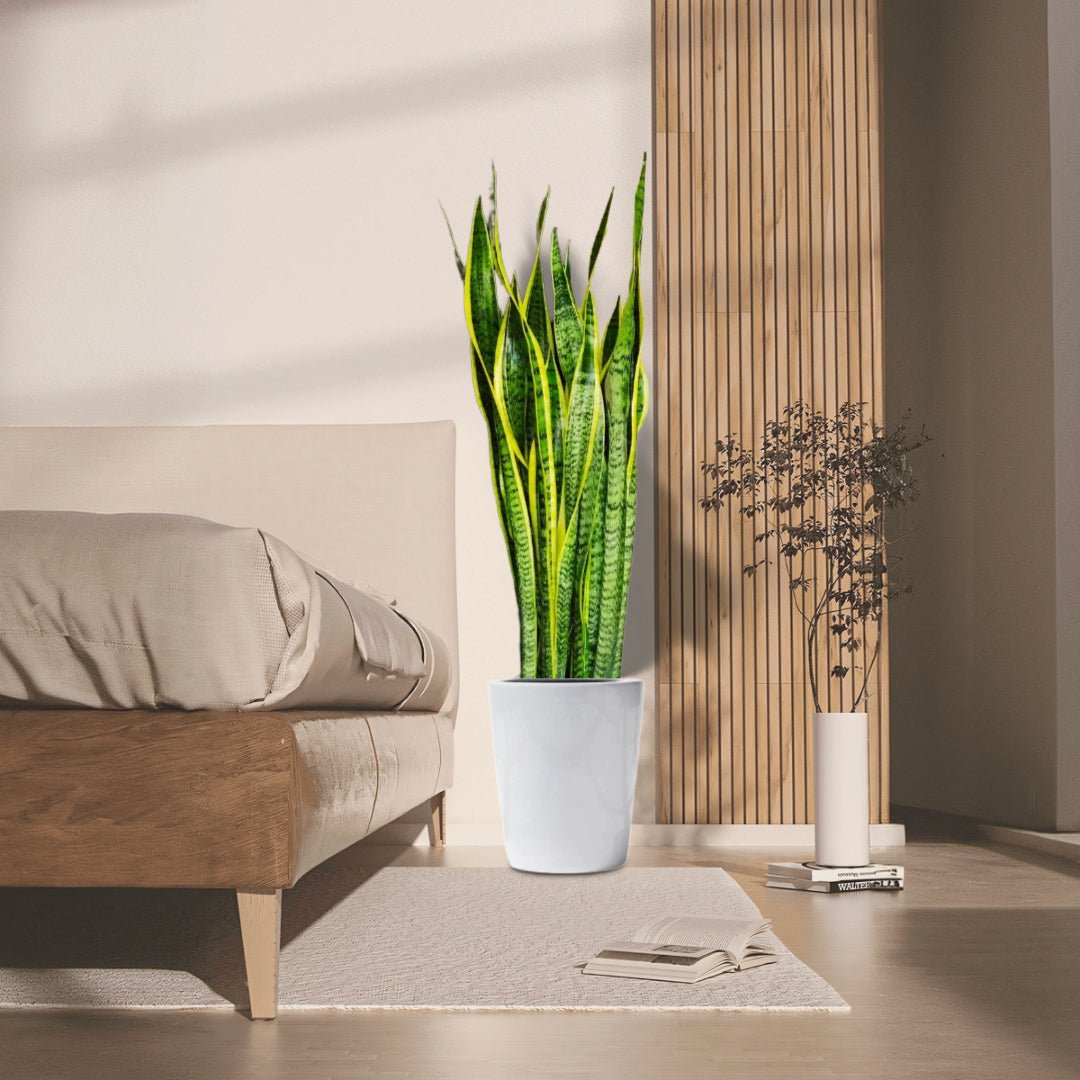 Sansevieria Trifasciata 'Laurentii' or Snake Plant - Greensouq - 