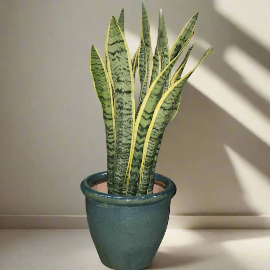 Sansevieria Trifasciata 'Laurentii' or Snake Plant - Greensouq - 