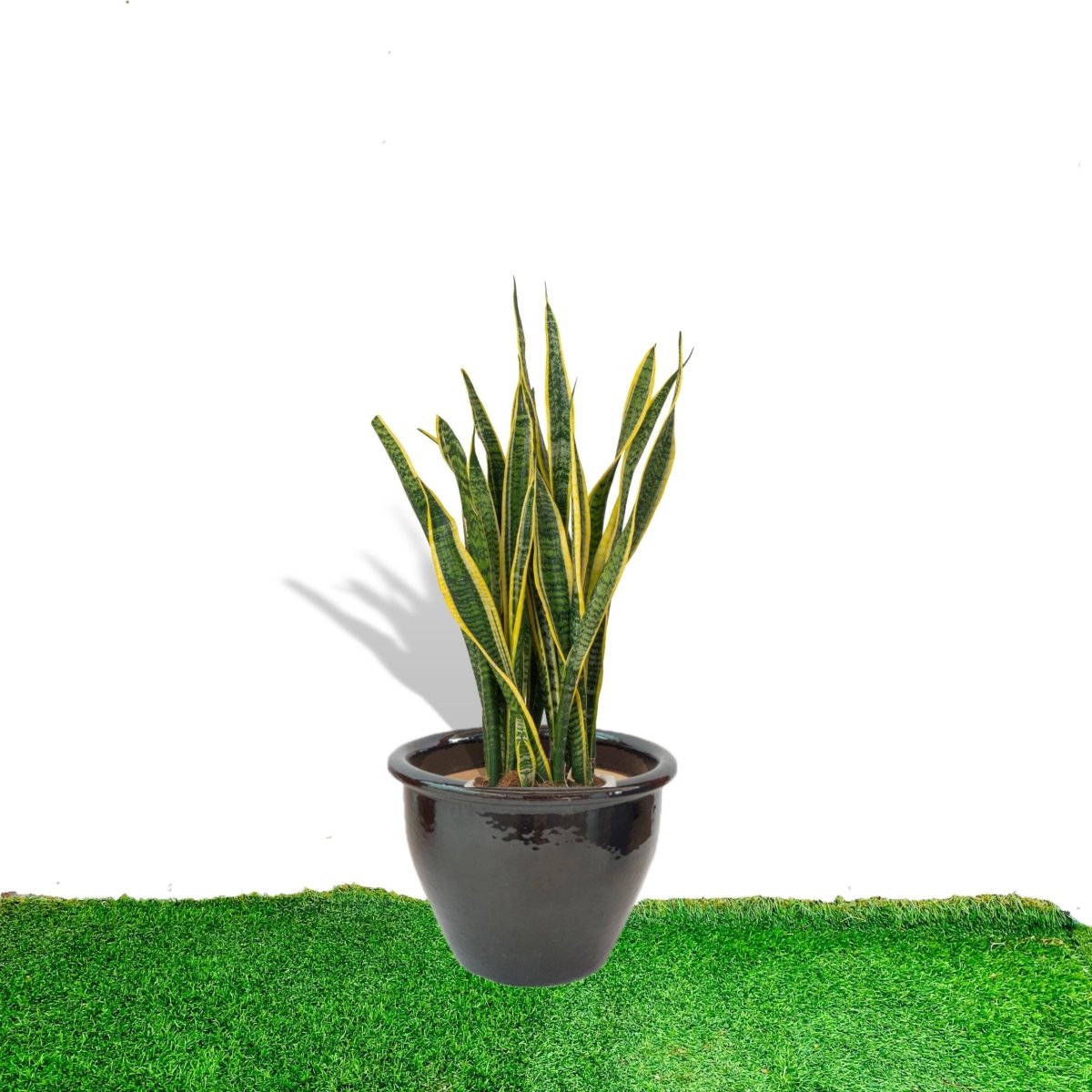 Sansevieria Trifasciata 'Laurentii' / Snake Plant in Rolled Rim Pot - Greensouq -