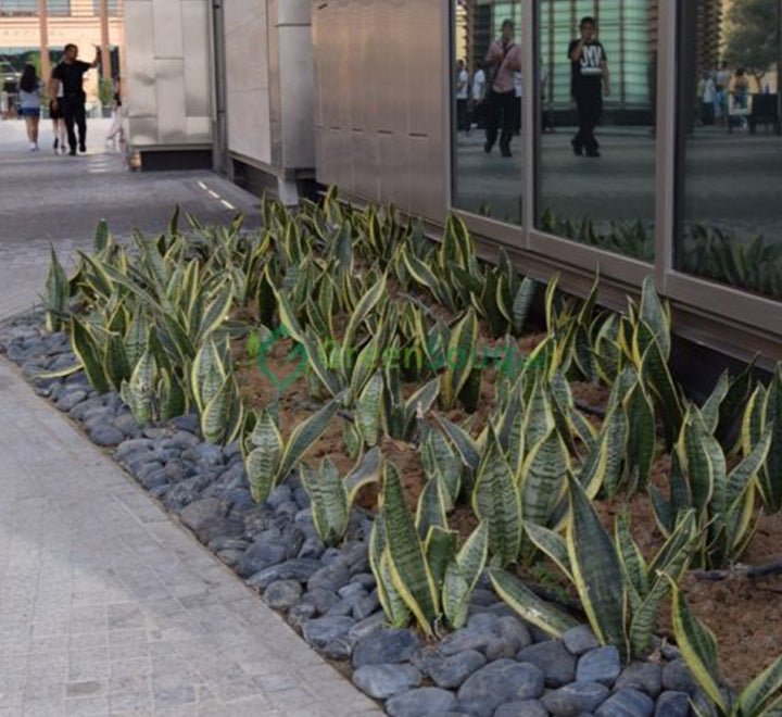 Sansevieria Trifasciata Or Snake Plant (Outdoor) - Greensouq - 
