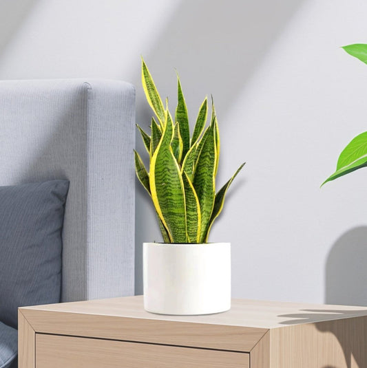 Sansevieria Trifasciata "Snake Plant" 20 - 25cm - Greensouq - 