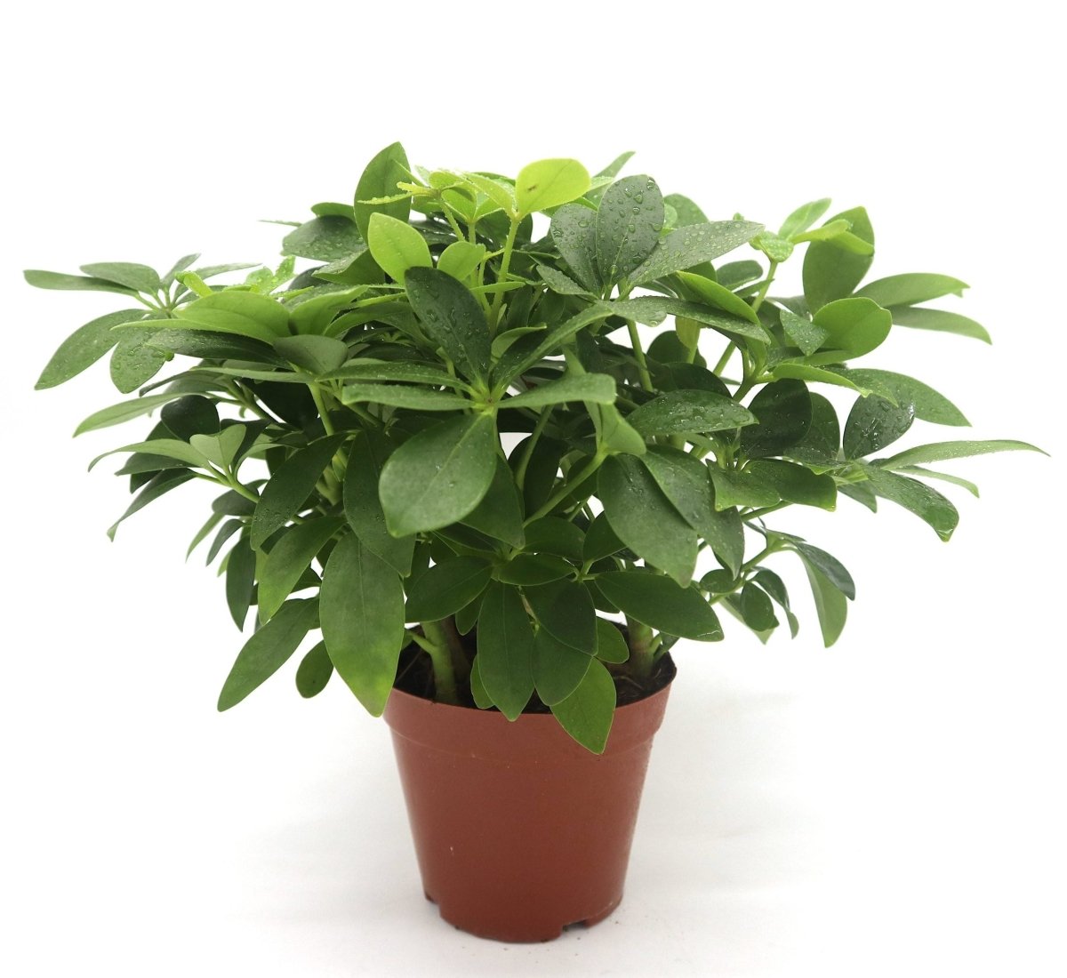 Schefflera arboricola | Compacta | Dwarf Umbrella Tree 25 - 30cm - Greensouq - 