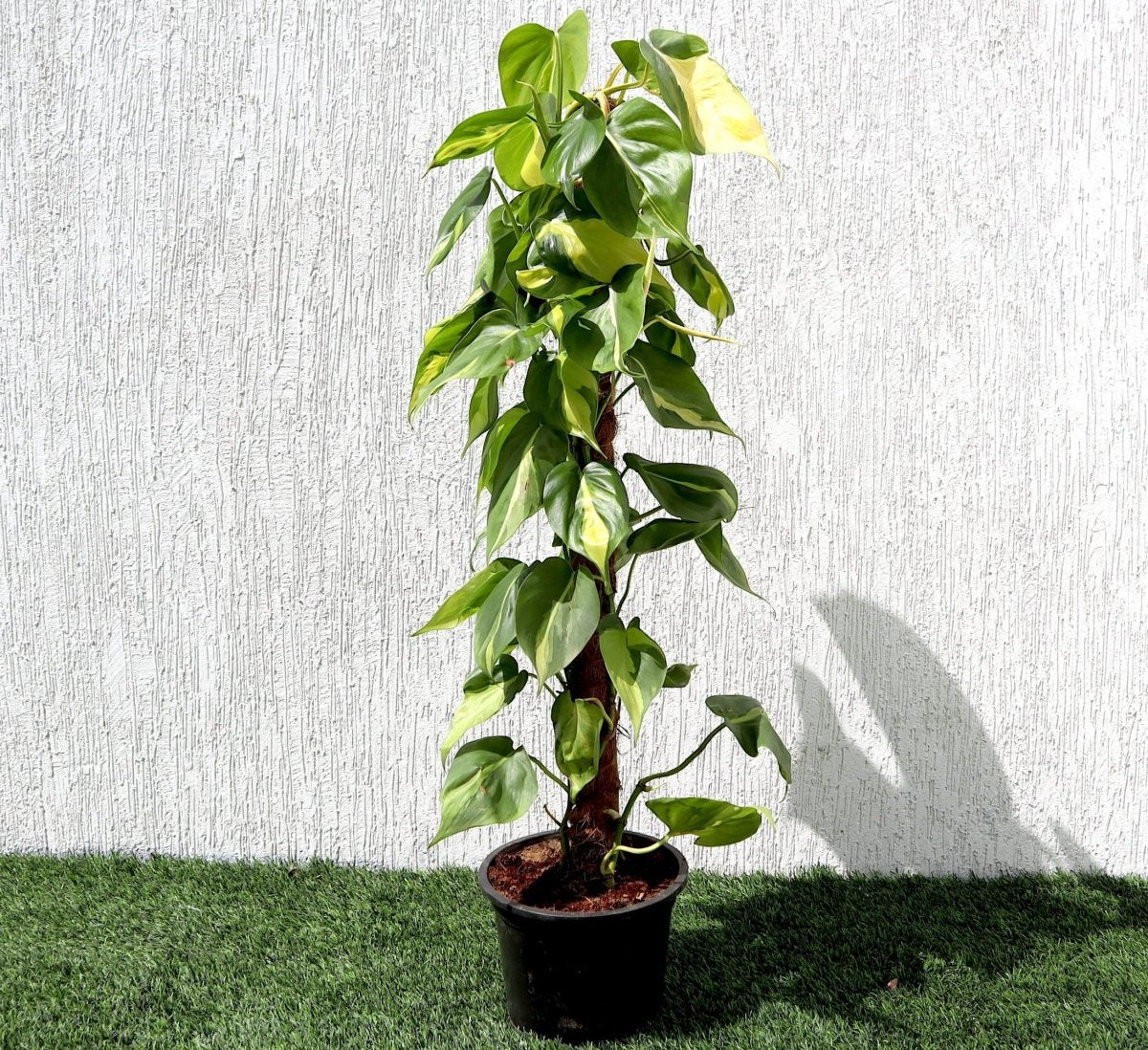 Scindapsus Brasil 80 - 90cm - Greensouq - 