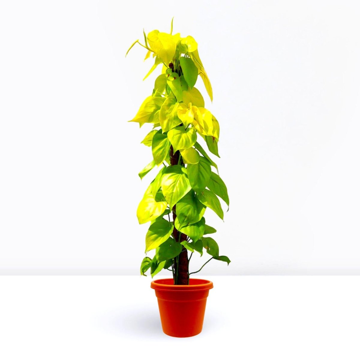 Scindapsus Golden "Golden Money Plant" 80 - 90cm - Greensouq - 