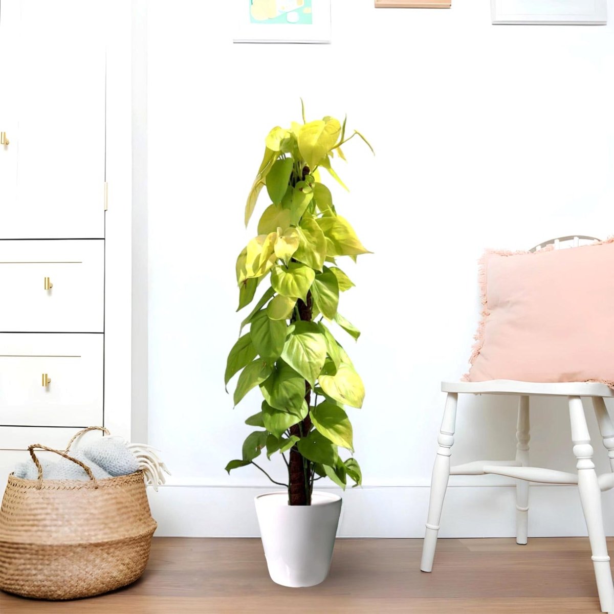 Scindapsus Golden "Golden Money Plant" 80 - 90cm - Greensouq - 