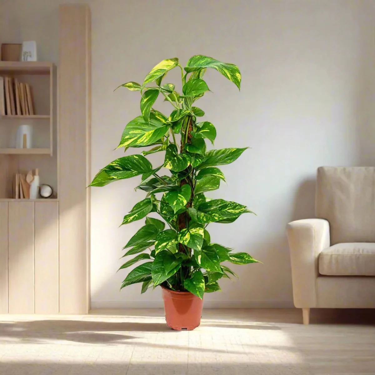 Marble Queen Money Plant or Epipremnum aureum كرمة المال Success - Greensouq -