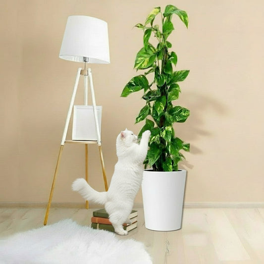 Marble Queen Money Plant or Epipremnum aureum كرمة المال Success - Greensouq -