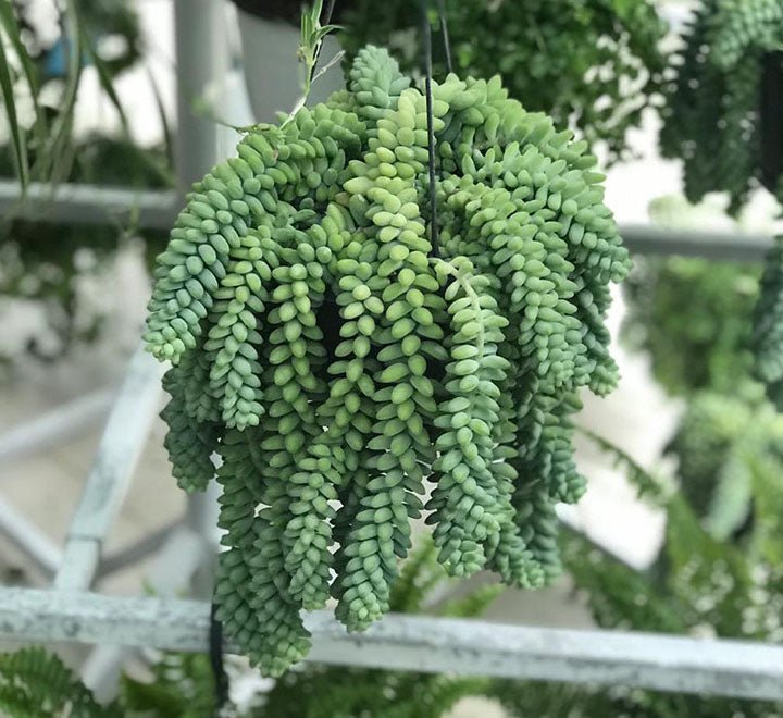 Sedum burrito "Hanging" 25 - 35cm - Greensouq - 