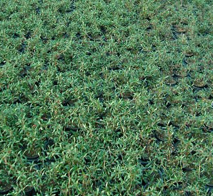 Sesuvium Portulacastrum - Greensouq - 