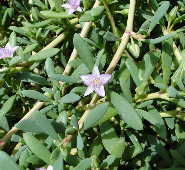 Sesuvium Portulacastrum or Shoreline seapurslane - Greensouq - 
