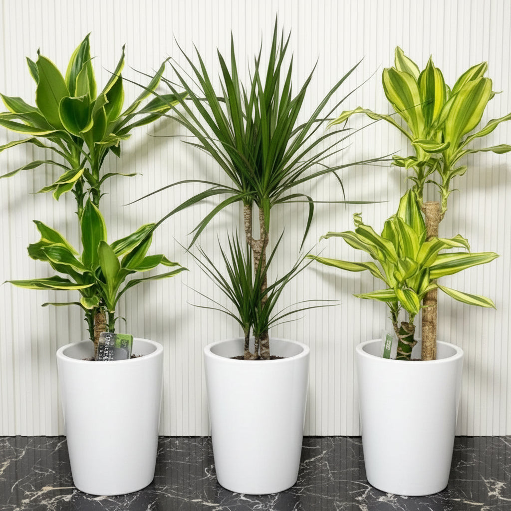 3 Dracena Plants Set / Dracena Trio Bundle 80-100cm in Ceramic Pot - Greensouq -