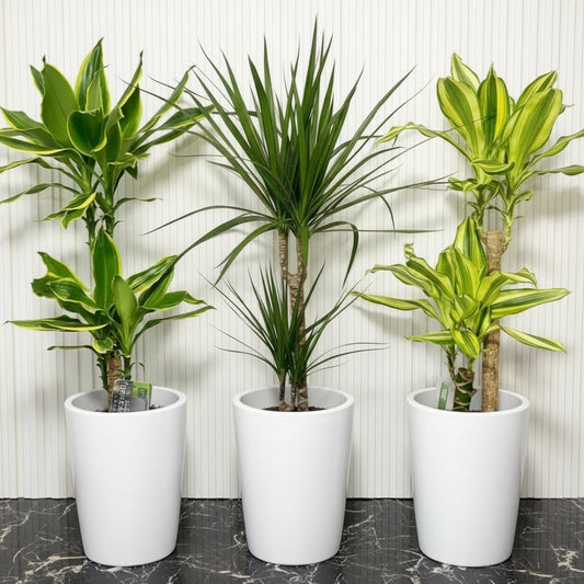 3 Dracena Plants Set / Dracena Trio Bundle 80-100cm in Ceramic Pot - Greensouq -